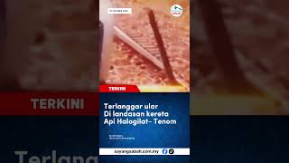 Ular mengganas di langgar di landasan kereta api HalogilatTenom fypシ゚viral fypyoutube fypage [upl. by Toor787]