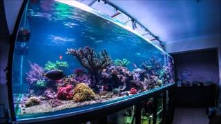 Life of Corals through time lapse [upl. by Harmaning]