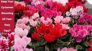 CYCLAMEN को PLANT मा वर्षैभरि फुल कसरी फुलाइराख्नु  त्यसको लागि हेर्नुहोस् यो भिडियो। [upl. by Jon]