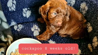 BRINGING HOME OUR 8 WEEK OLD COCKAPOO PUPPY [upl. by Renato53]