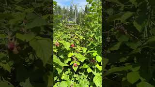 Berry picking season in Finland 🇫🇮 [upl. by Wirth]