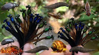 little fairies by the waterdamselflies‼️catching water insects beetles snails [upl. by Yrrum]