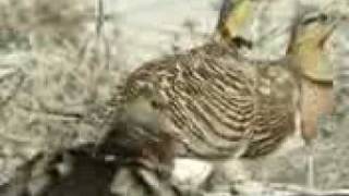 قطا النغاق Pintailed Sandgrouse [upl. by Eedya]