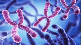 Gene Linkage and Chromosome Mapping  Mrs Biology [upl. by Aissila466]