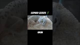 Shedding Process Of LEOPARD GECKOS  A New Look 🤩 [upl. by Galang662]