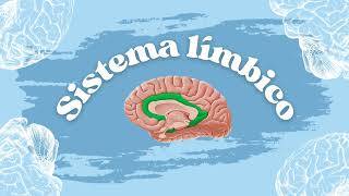 Brodmann Areas Cytoarchitecture and Limbic system [upl. by Ayanad]