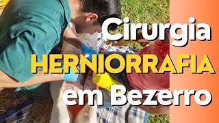 Cirurgia de Hérnia em Bezerro Herniorrafia em Bovino [upl. by Eiramacissej]