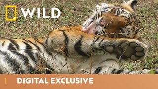 India’s Tiger Kingdom  Asia’s Wild Secrets  National Geographic Wild UK [upl. by Eveneg]