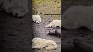 Wolf pack at rest arcticwolf arcticwolves [upl. by Emilee837]