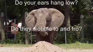 do your ears hang low lyrics [upl. by Dane]