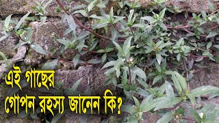 পাকা চুল কালো করার প্রাকৃতিক উপায়  চুল পড়া বন্ধ করতে কেশরাজ keshraj patar upokarita Sastho tips [upl. by Addi]