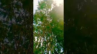 today short🌴🦋🌴🦋🌿🦋 gardening enjoythenaturenature shortvideo trendingshorts viralvideo [upl. by Ennaed]