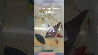 Betta breeding project part 2 Beautiful betta Fish Red OHM betta guppy bettabreeding [upl. by Julide]