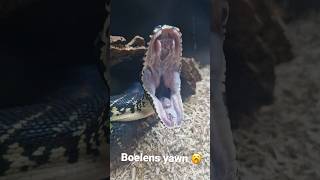 Boelens Python Yawning 🥱 snake bite teeth reptiles animals [upl. by Nesyt]