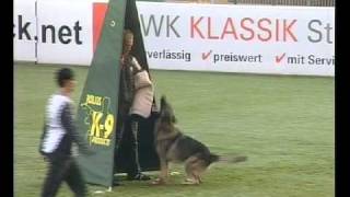 Schutzhund Training equipment  WUSV comptition Belgian Malinois  Malinois Training  K9 Training [upl. by Yatnod]