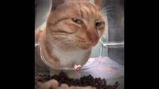 Mewing Cat🤫🧏‍♂️ viral funny trending [upl. by Aloek]