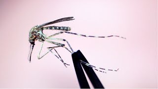 Mosquitoborne illnesses on the rise in US [upl. by Nosiaj]