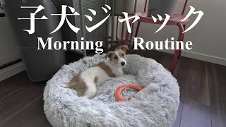 【モーニングルーティン】子犬ジャックラッセルテリアの朝は大忙し  生後11ヶ月 [upl. by Brunhild]