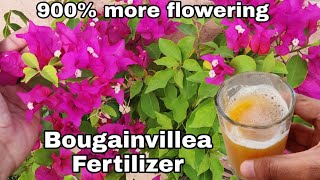 Use this for Bougainvillea flowering tips Get maximum flowers on Bougainville [upl. by Sellers]