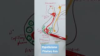 Hypothalamus Pituitary Axis  Physiology  MBBS [upl. by Nerrak]