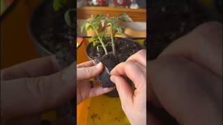 REPOTTING TINY TOMATO PLANTS 🪴  Growing containerfriendly Tiny Tim Tomatoes Indoors [upl. by Redna]