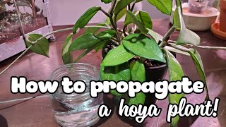 How To Propagate A Hoya  Water Propagation Method [upl. by Thgirw]