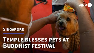 Singapore temple offers pet blessings for Buddhist festival  AFP [upl. by Clapp194]