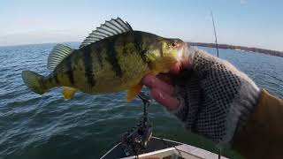 Lake Erie Perch Drop shot w livescope [upl. by Saint792]