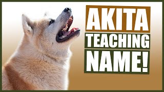 PUPPY TRAINING Teaching Your AKITA Puppy Their Name [upl. by Cornie]