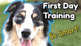 How to Train New Australian Shepherd  First Lesson Amazing Results  Obedience Training Aussie [upl. by Onihc]