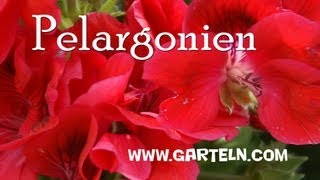 Infos und Tipps für Pelargonien [upl. by Kerrie830]