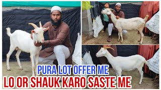 Reasonable price me Quality Saanen goats at Aurangabad Maharashtra Pura Loat par Offer [upl. by Latin]