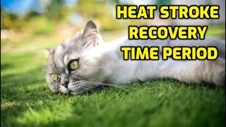 How Long Does It Take For A Cat To Recover From Heat Stroke [upl. by Ayoted731]