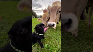 Staffordshire bullterrier bonds with cows [upl. by Anaig]