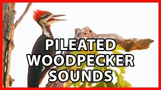 Pileated Woodpecker Calls and Sounds [upl. by Alrich]