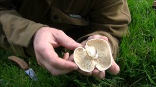 Bushcraft Edibles  Saint Georges Day Mushroom [upl. by Peyton]