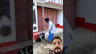 Ye toh chad gyi ped par 😂😂 realfoolscomedy surajroxfunnyvibeo comedy vikramcomedyvideo ytshorts [upl. by Timmie]