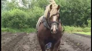 Belgian Draft Horses in the culture of vegetables [upl. by Amlas683]