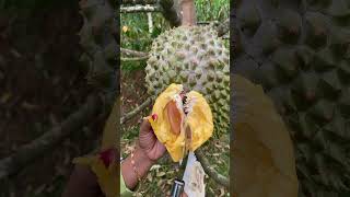 DURIAN BAWOR LAGI shorts [upl. by Lebiralc466]