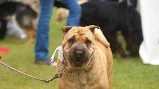 The Tragic History of the Shar Pei [upl. by Yrrej355]