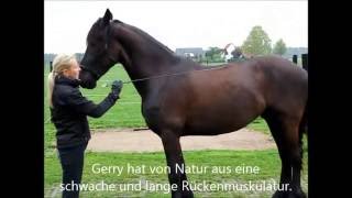 Rückentraining für Pferde  Friese Gerry nach 12 Tagen Training  Pferdetrainer werden [upl. by O'Kelly710]