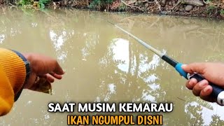 MANCING DI SUNGAI Ternyata Wader Kepek nya Berkumpul Disni Saat Musim Kemarau [upl. by Ahsiuq983]