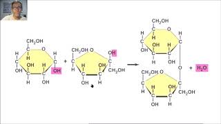 Diisacáridos y enlace glucosídico V 6 [upl. by Enyalaj]