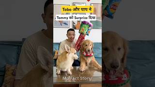 🐕Tommy को मिला Surprise  mini wood toy  woodworking art skill  hand crafts shorts pets [upl. by Nallij]