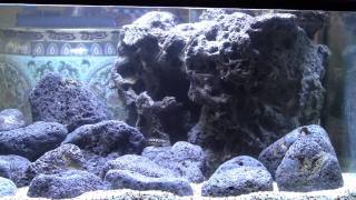 Julidochromis Gombi and Julidochromis Black Marleri African Cichlid Display Tank  Trilby Tropicals [upl. by Llertrac916]