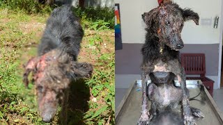 A stray dog survived the most severe case of mange the rescuers had seen in their lives [upl. by Ellatsyrc913]