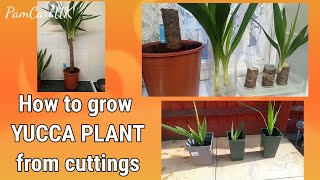 HOW TO GROW A Yucca Plant from cuttings  Water Propagation [upl. by Alwitt]