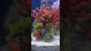 Rhodactis mushroom coral turning inside out after eating mysis shrimp aquarium reeflife coralreef [upl. by Sparks]