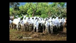 fulbe laide sudan [upl. by Eelloh]