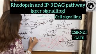 Rhodopsin and IP3 DAG pathway gpcr signaling cell signaling  CSIRNETGATE BiologieTutorials [upl. by Iphlgenia936]